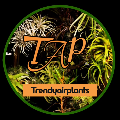 Trendyairplants logo