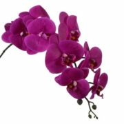 orchidee-kopen logo